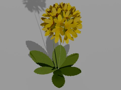 Detailed Primrose Flower 3D Vegetation 3D Model