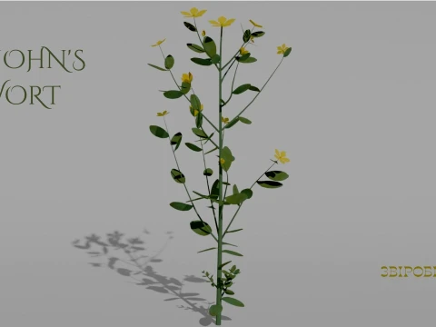 Detailed St Johns Wort Flower 3D Vegetation 3D 모델