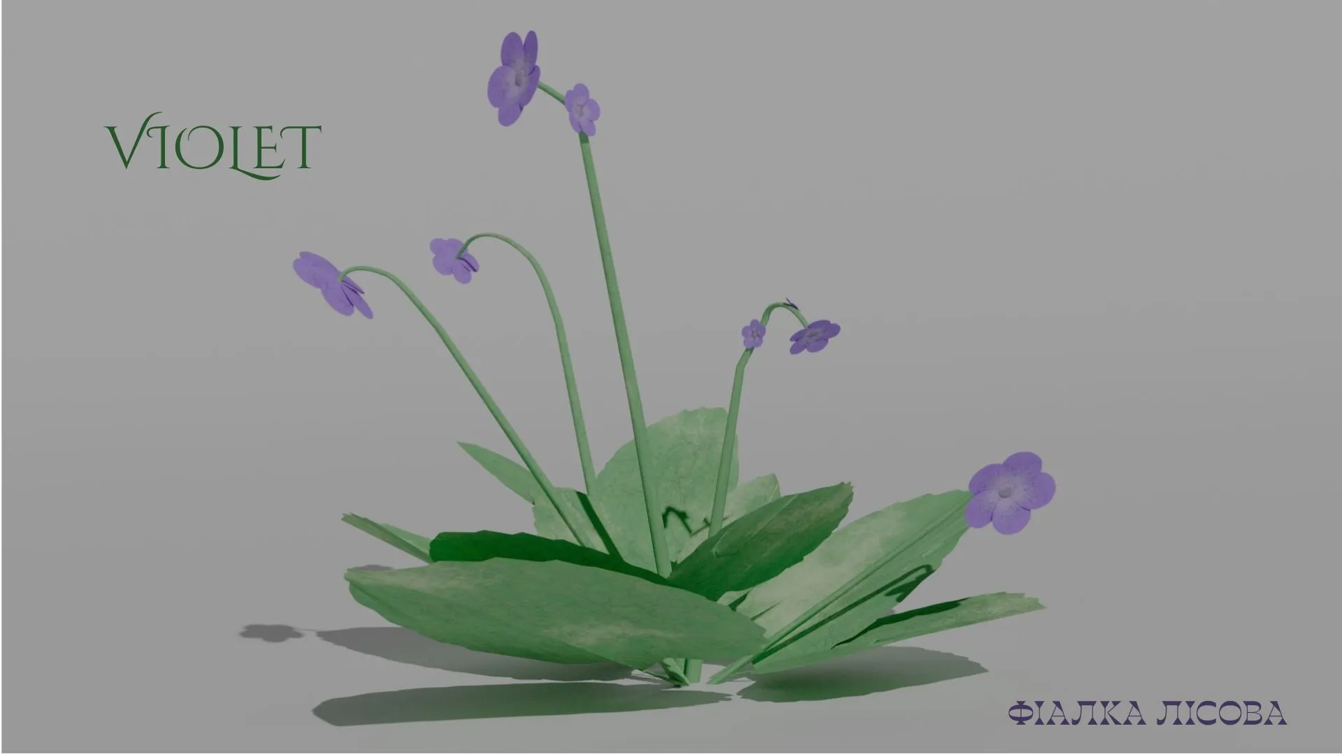 Detailed Violet Flower 3D Vegetation 3D Model .c4d .max .obj .3ds .fbx .stl .blend 