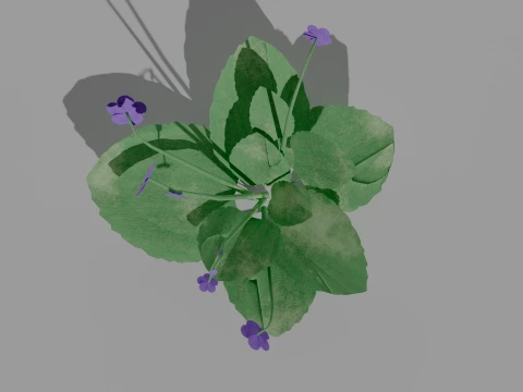 Detailed Violet Flower 3D Vegetation 3D Model