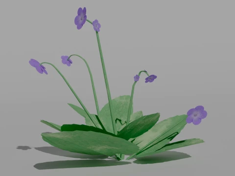 Detailed Violet Flower 3D Vegetation 3D Model