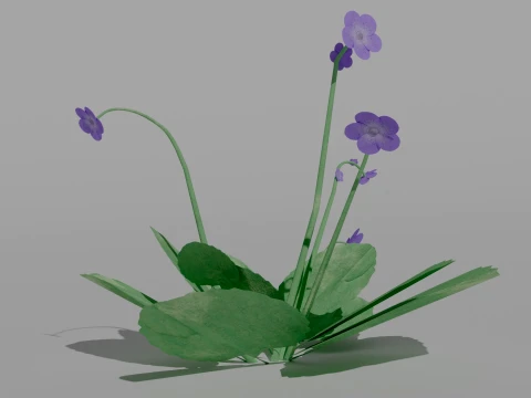 Detailed Violet Flower 3D Vegetation 3D Model