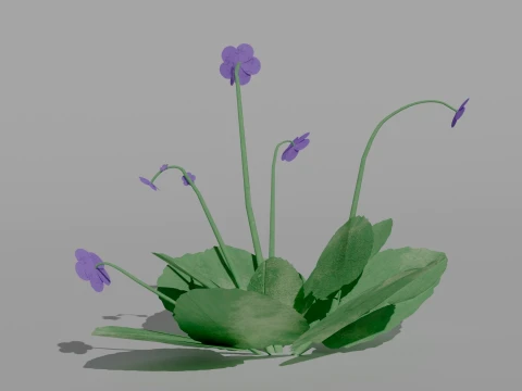 Detailed Violet Flower 3D Vegetation 3D Model