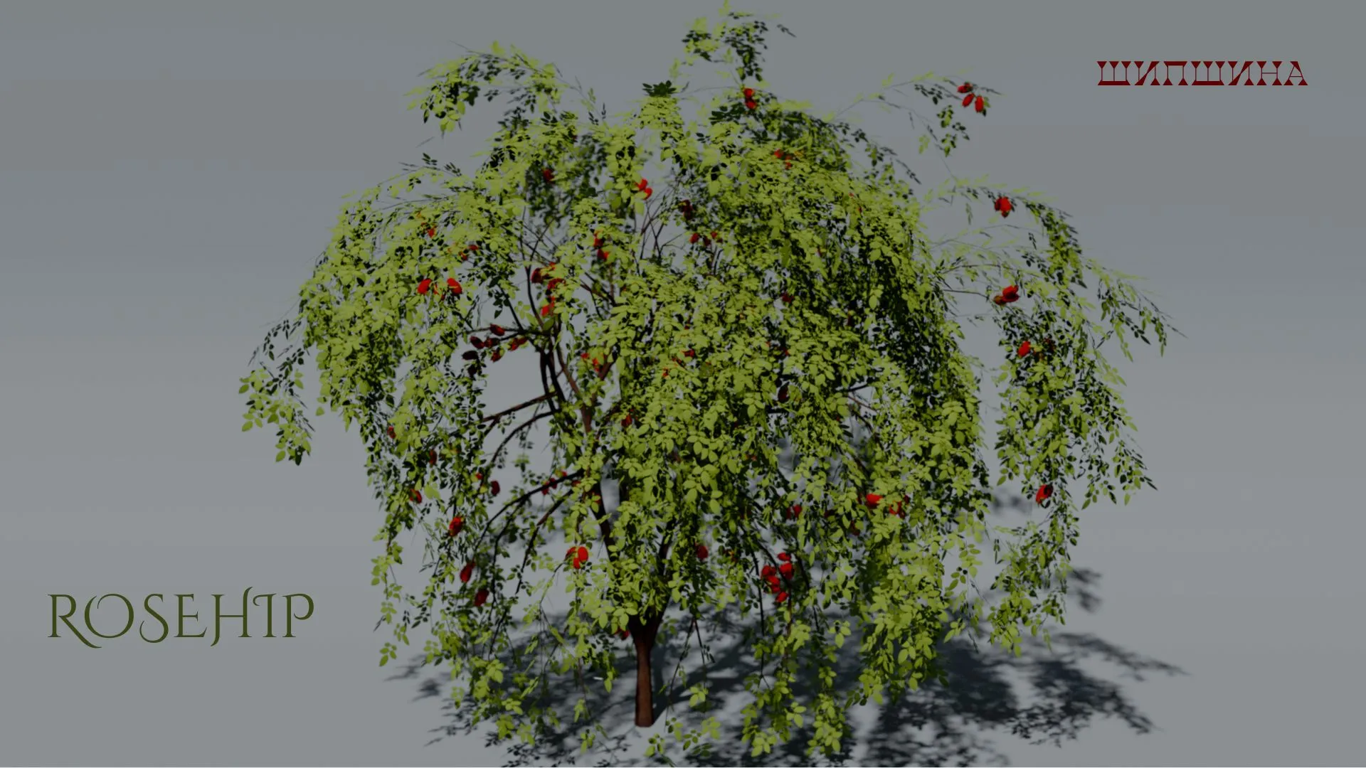 Realistic Rosehip Bush 3D Vegetation 3D Model .c4d .max .obj .3ds .fbx .stl .blend