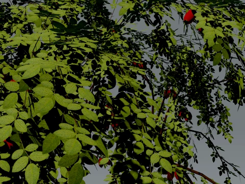 Realistic Rosehip Bush 3D Vegetation 3D Model