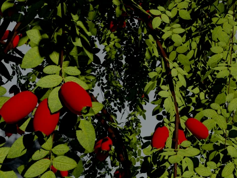 Realistic Rosehip Bush 3D Vegetation 3D Model