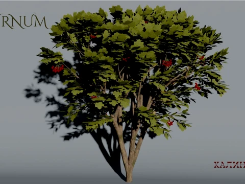 Realistic Viburnum Bush 3D Vegetation 3D Model