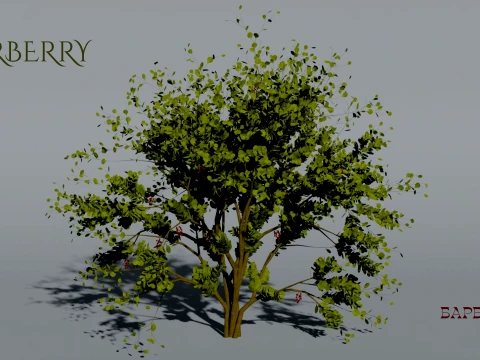 Realistic Barberry Bush 3D Vegetation 3D Model