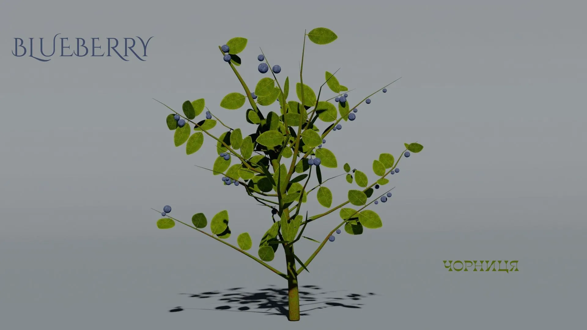 Realistic Blueberry Bush 3D Vegetation 3D Model .c4d .max .obj .3ds .fbx .stl .blend 