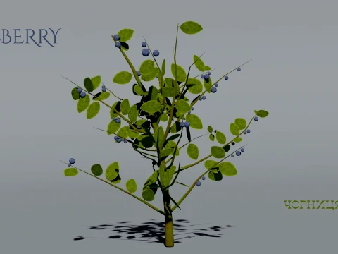 Realistic Blueberry Bush 3D Vegetation 3D Model