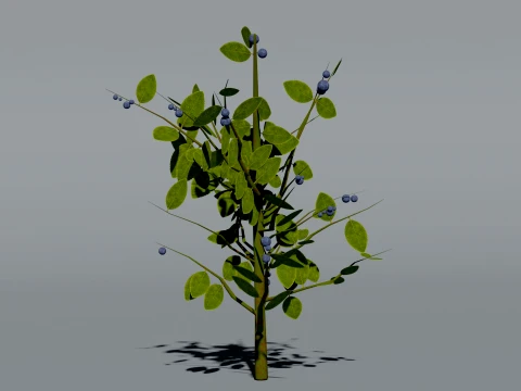 Realistic Blueberry Bush 3D Vegetation 3D Model