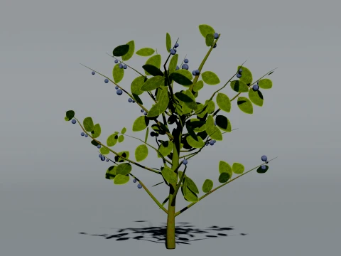 Realistic Blueberry Bush 3D Vegetation 3D Model