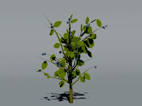 Realistic Blueberry Bush 3D Vegetation 3D Model