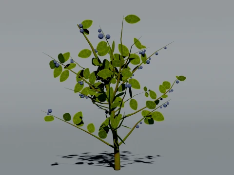 Realistic Blueberry Bush 3D Vegetation 3D Model