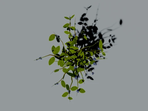 Realistic Blueberry Bush 3D Vegetation 3D Model
