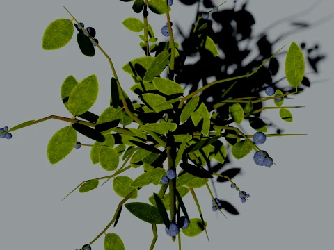 Realistic Blueberry Bush 3D Vegetation 3D Model