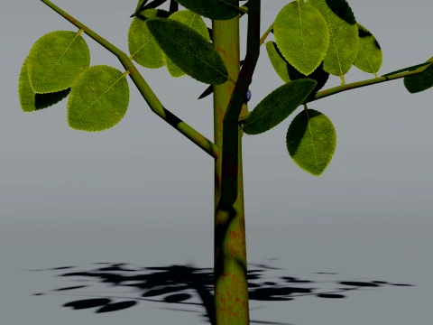 Realistic Blueberry Bush 3D Vegetation 3D Model