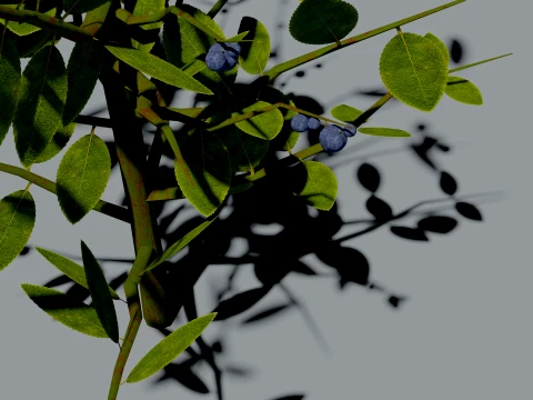 Realistic Blueberry Bush 3D Vegetation 3D Model
