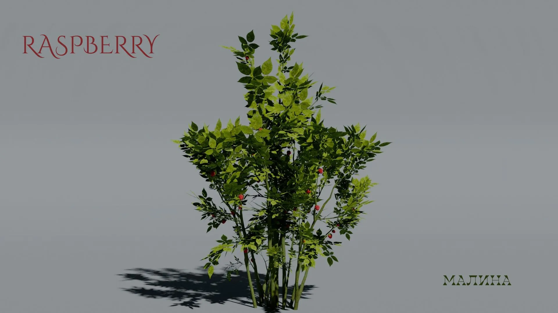 Realistic Raspberry Bush 3D Vegetation 3D Model .c4d .max .obj .3ds .fbx .stl .blend 