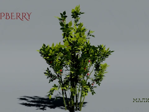 Realistic Raspberry Bush 3D Vegetation 3D Model