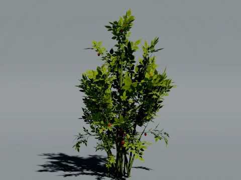 Realistic Raspberry Bush 3D Vegetation 3D Model