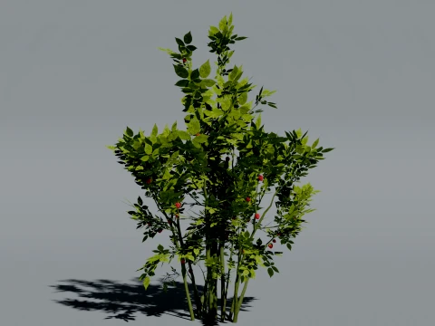 Realistic Raspberry Bush 3D Vegetation 3D Model