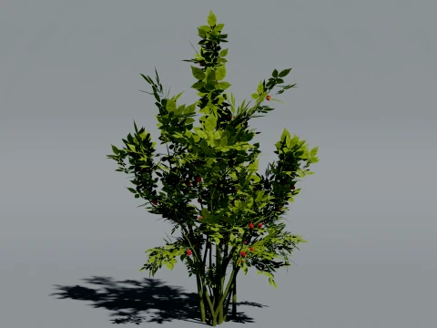 Realistic Raspberry Bush 3D Vegetation 3D Model