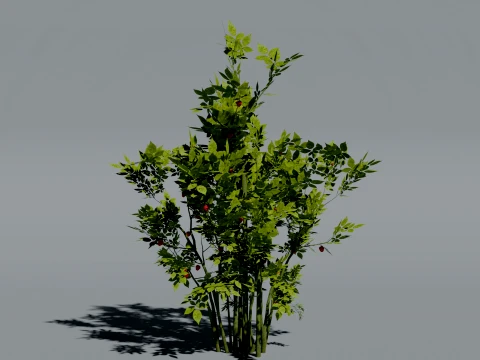 Realistic Raspberry Bush 3D Vegetation 3D Model