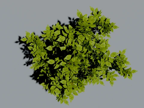 Realistic Raspberry Bush 3D Vegetation 3D Model