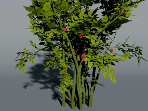 Realistic Raspberry Bush 3D Vegetation 3D Model