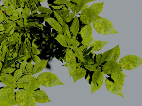 Realistic Raspberry Bush 3D Vegetation 3D Model