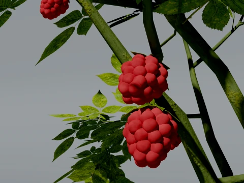 Realistic Raspberry Bush 3D Vegetation 3D Model