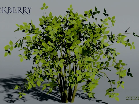 Realistic Blackberry Bush 3D Vegetation 3D Model