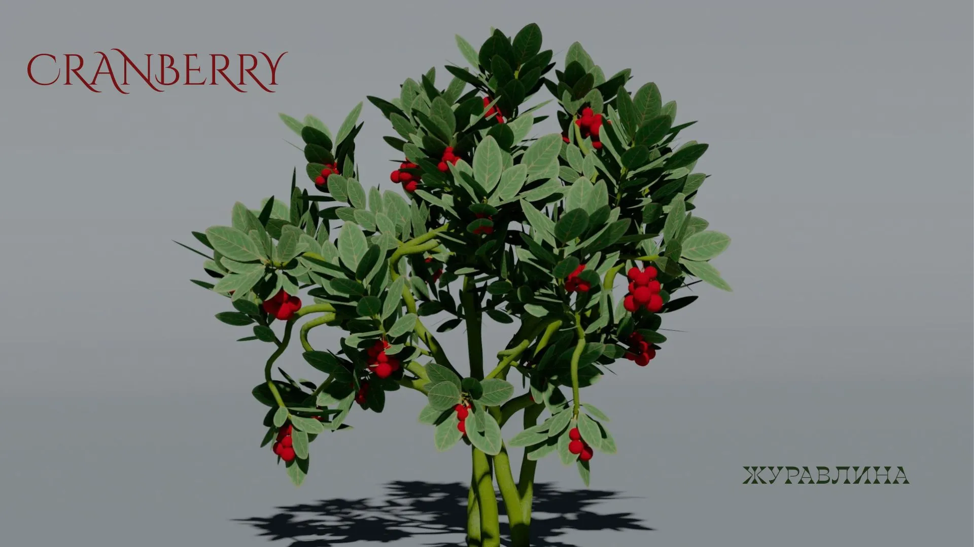 Realistic Cranberry Plant 3D Vegetation 3D Model .c4d .max .obj .3ds .fbx .stl .blend 