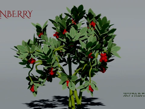 Realistic Cranberry Plant 3D Vegetation 3D Model