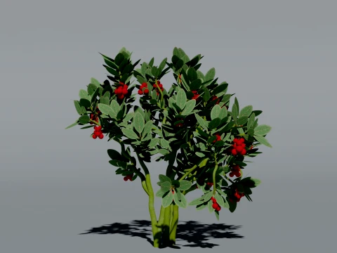 Realistic Cranberry Plant 3D Vegetation 3D Model
