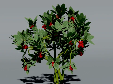 Realistic Cranberry Plant 3D Vegetation 3D Model