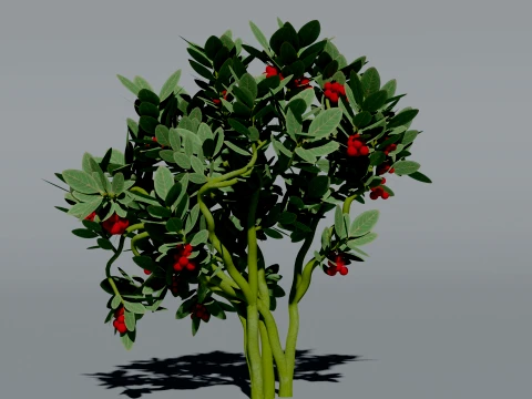 Realistic Cranberry Plant 3D Vegetation 3D Model