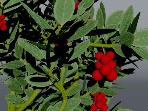Realistic Cranberry Plant 3D Vegetation 3D Model