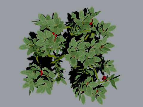Realistic Cranberry Plant 3D Vegetation 3D Model