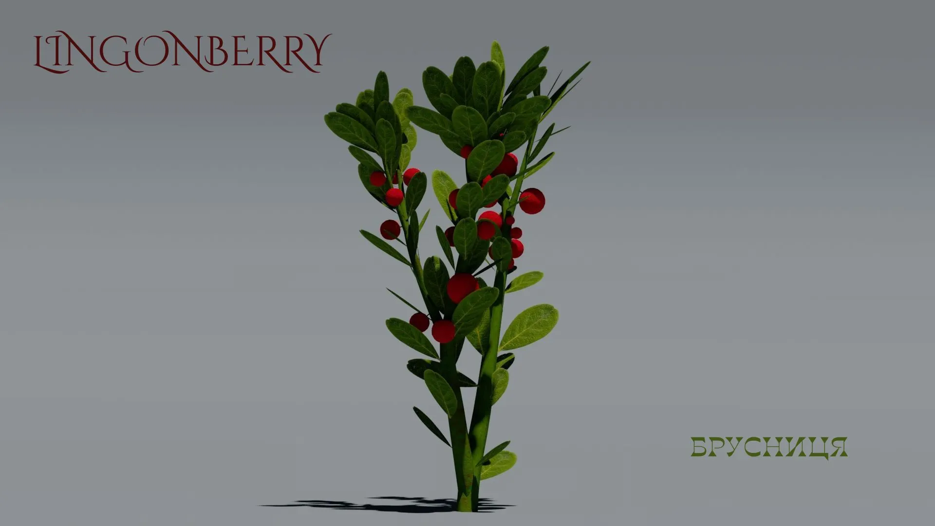 Realistic Lingonberry Plant 3D Vegetation 3D Model .c4d .max .obj .3ds .fbx .stl .blend 