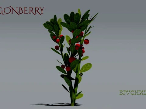 Realistic Lingonberry Plant 3D Vegetation 3D Model