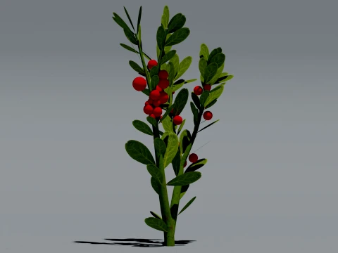 Realistic Lingonberry Plant 3D Vegetation 3D Model