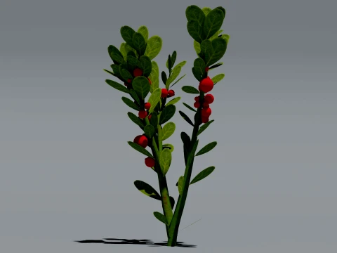 Realistic Lingonberry Plant 3D Vegetation 3D Model