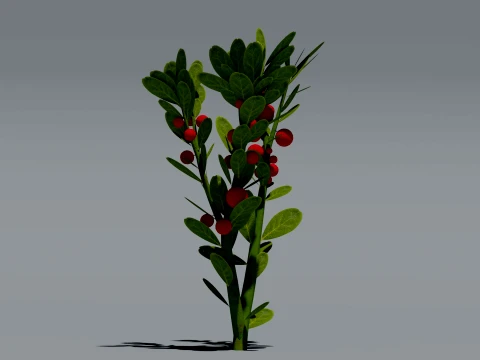 Realistic Lingonberry Plant 3D Vegetation 3D Model