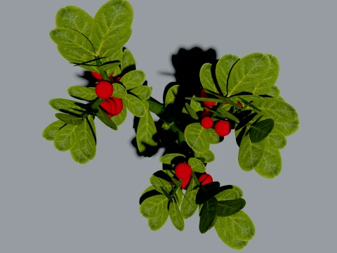 Realistic Lingonberry Plant 3D Vegetation 3D Model