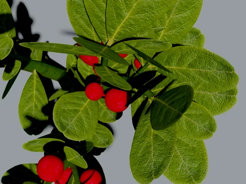 Realistic Lingonberry Plant 3D Vegetation 3D Model