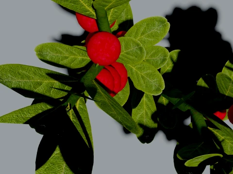 Realistic Lingonberry Plant 3D Vegetation 3D Model