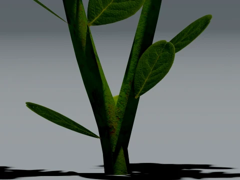 Realistic Lingonberry Plant 3D Vegetation 3D Model