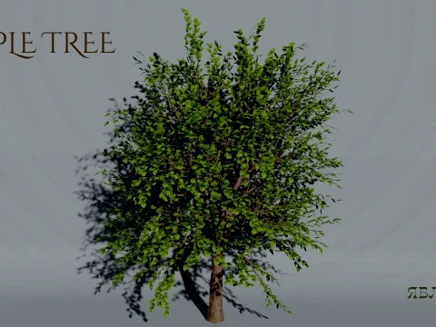 Realistic Apple Tree 3D Vegetation 3D Model